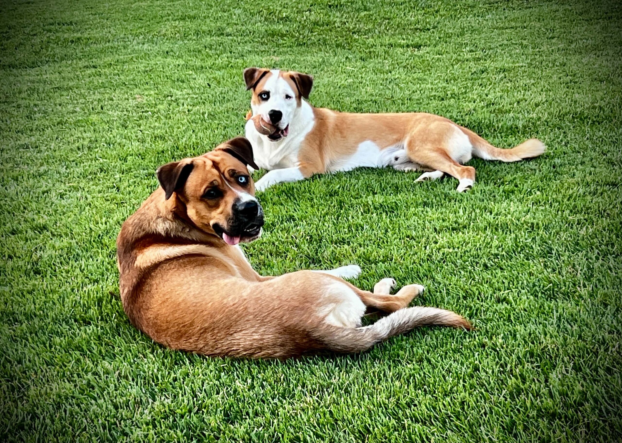 Black Eagle Firearms Mascots